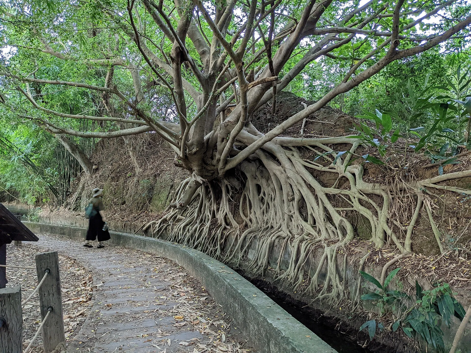 知高圳步道沿水圳而行的綠蔭路段